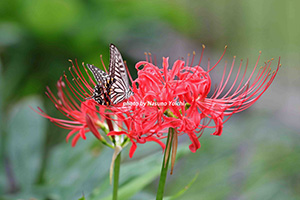 庭のヒガンバナに訪れる蝶