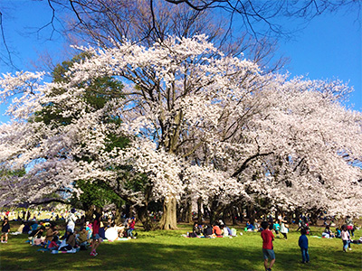 大好きな公園の大好きな木