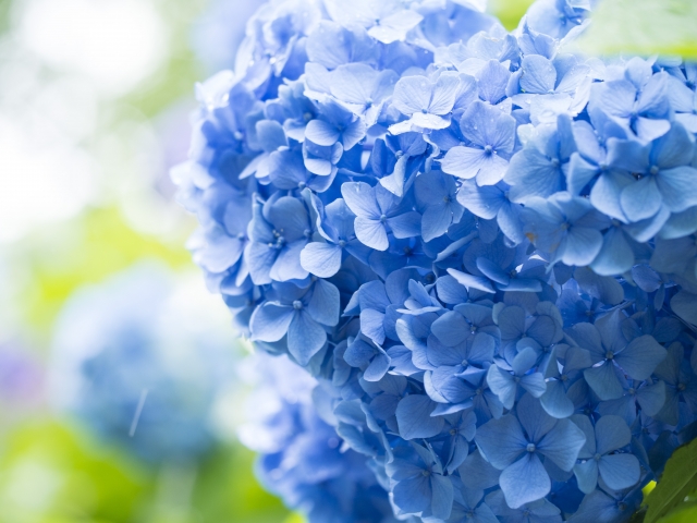 紫陽花で祭壇を彩る