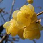 蝋梅の花祭壇