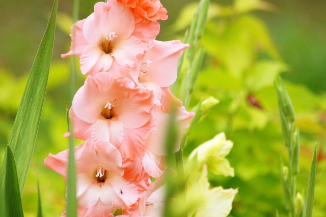 夏のお花