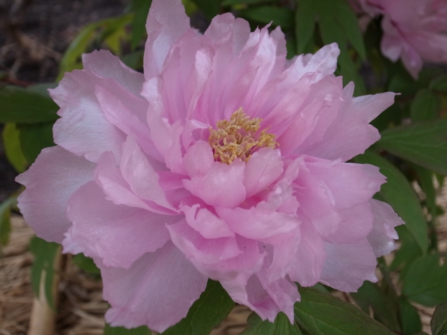 ぼた餅,牡丹の花