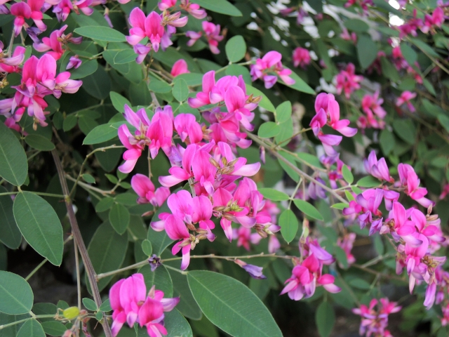 おはぎ,萩の花