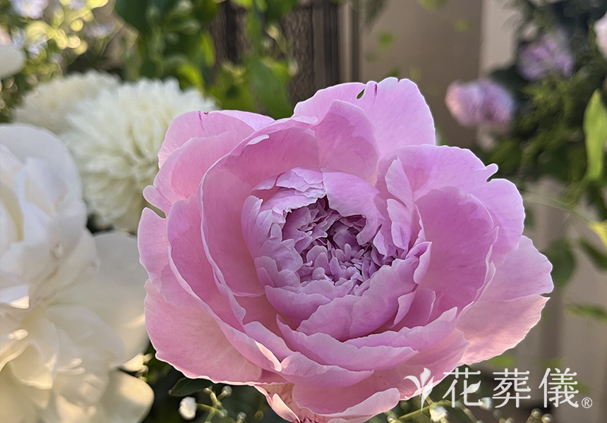淡いピンクの芍薬の花祭壇