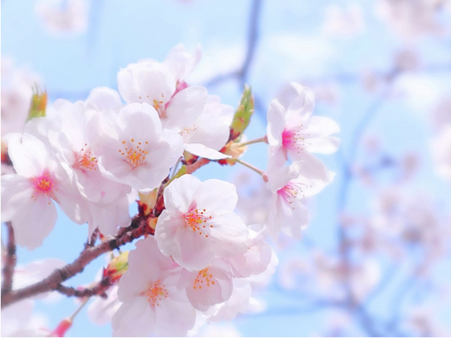 桜