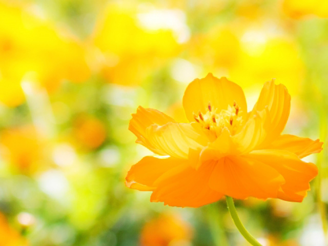 花祭壇が宗教葬にふさわしい理由