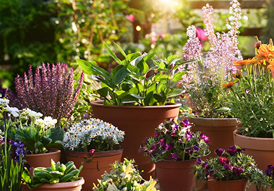 色とりどりの花がある庭のイメージ