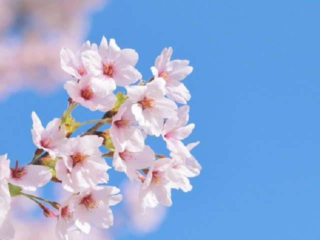 花祭壇のこだわりポイント1：使用する花の種類