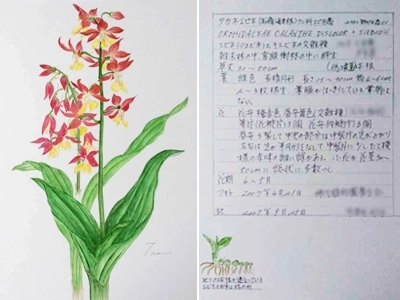 お母様が描いたボタニカルアート