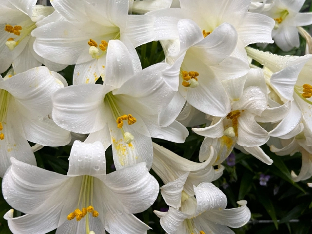 花祭壇で人気の花の種類・色の傾向