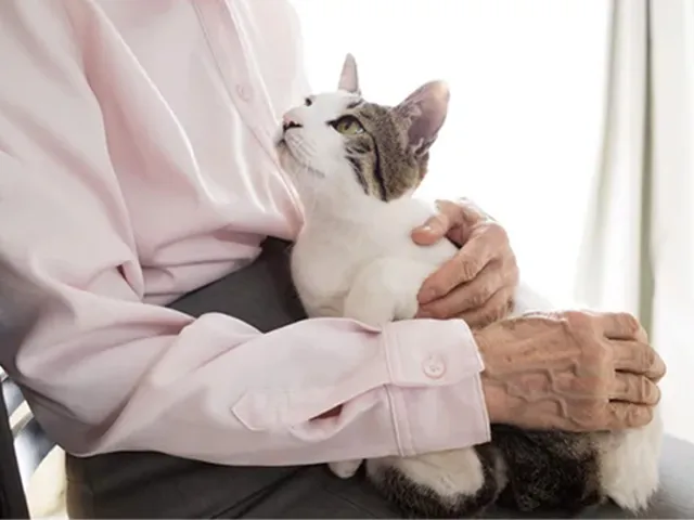 飼い主がペットの終活を始めるタイミング