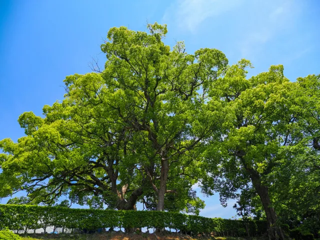 樹木葬の主な種類と特徴
