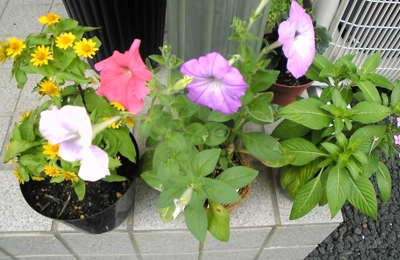 玄関・鉢植えイメージ写真