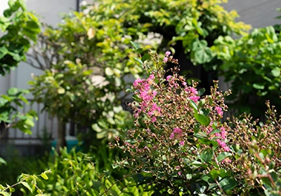 初夏に咲く、可愛らしい百日紅の花