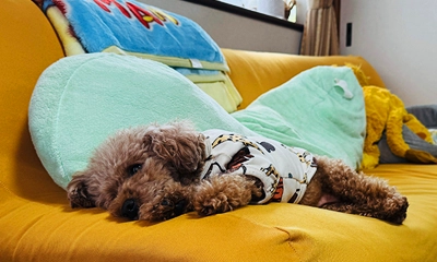 夢の一つだったかわいい愛犬との暮らし