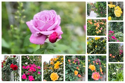 ご自宅の見事な薔薇園のお写真