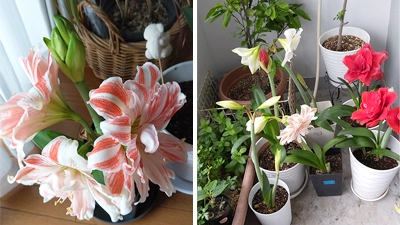 見事な花を咲かせていたご自宅のお花