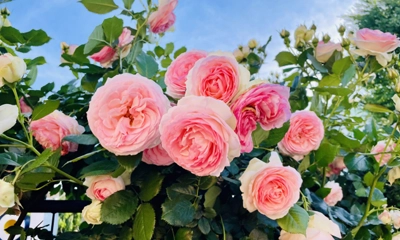 写真はイメージです